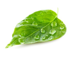 Daun