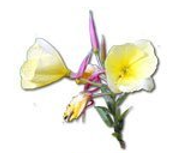 Minyak Evening Primrose